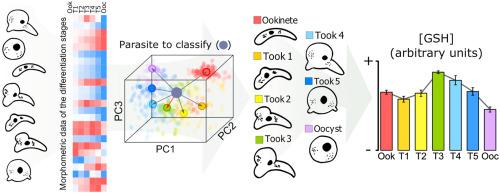 Description, measurement, and automatic classification of the Plasmodium berghei oocyst morphology during early differentiation in vitro