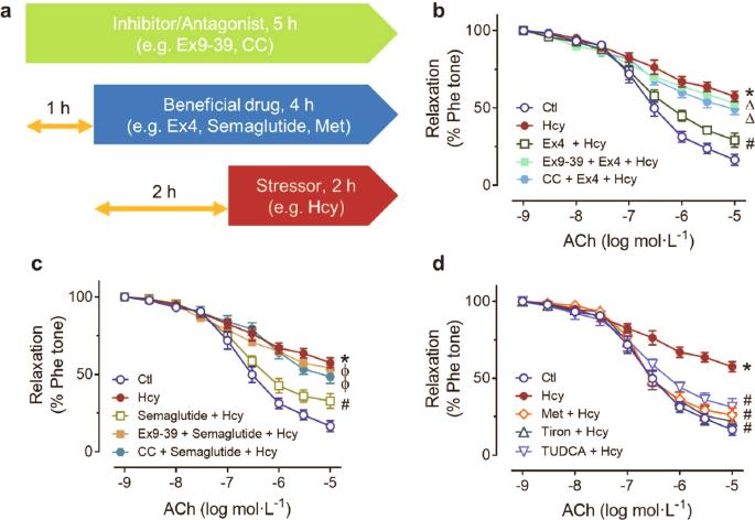 A GLP-1 analog lowers ER stress and enhances protein folding to ameliorate homocysteine-induced endothelial dysfunction