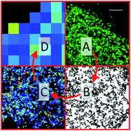 Heterogeneity of cell membrane structure studied by single molecule tracking†