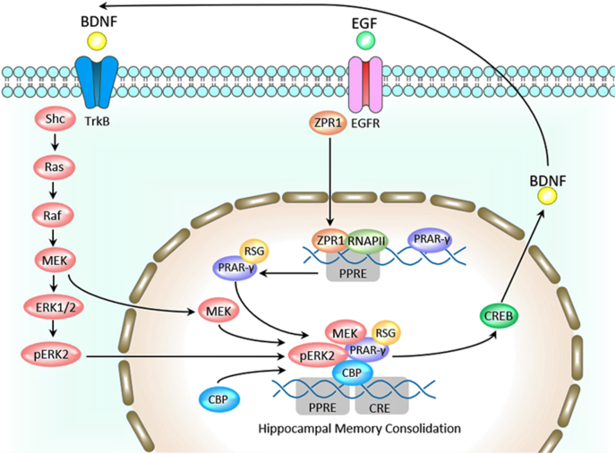 High-fat diet-associated cognitive decline: Is zinc finger protein 1 (ZPR1) the molecular connection?