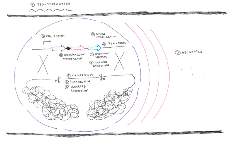 An overview on current molecular tools for heterologous gene expression in Trichoderma.