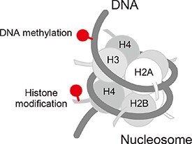 Live-cell imaging probes to track chromatin modification dynamics