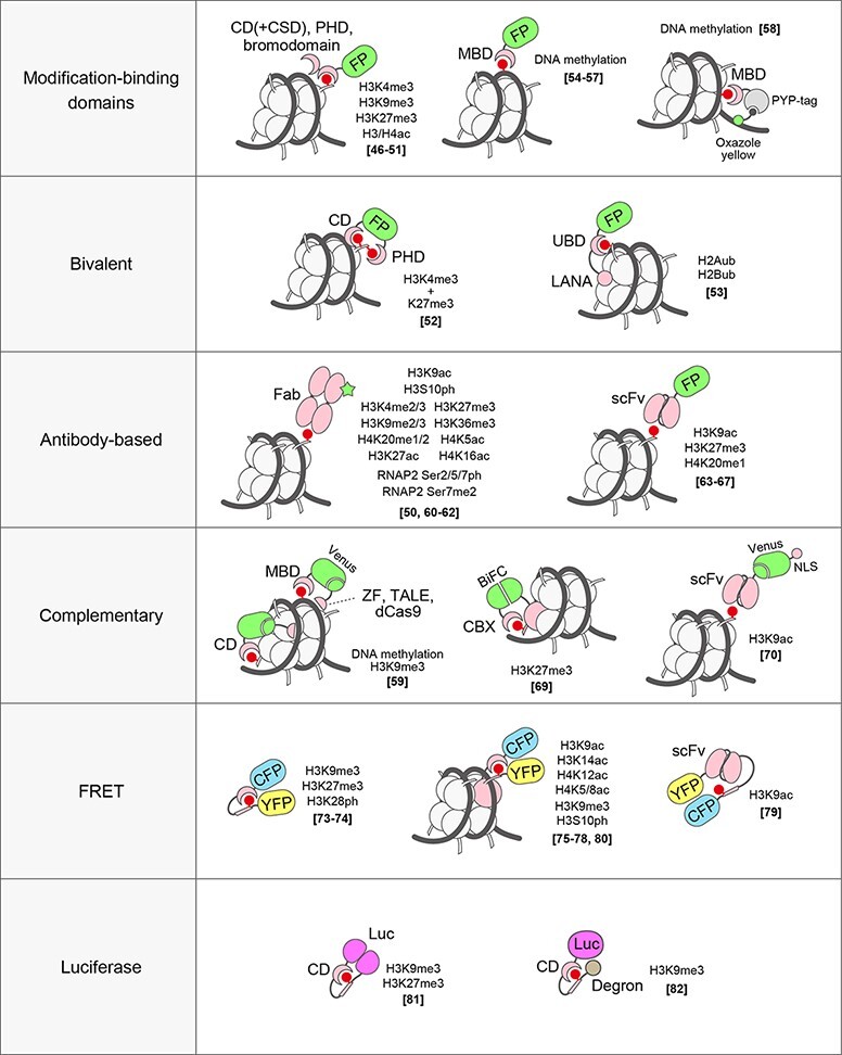 Live-cell imaging probes to track chromatin modification dynamics