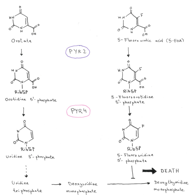 An overview on current molecular tools for heterologous gene expression in Trichoderma.