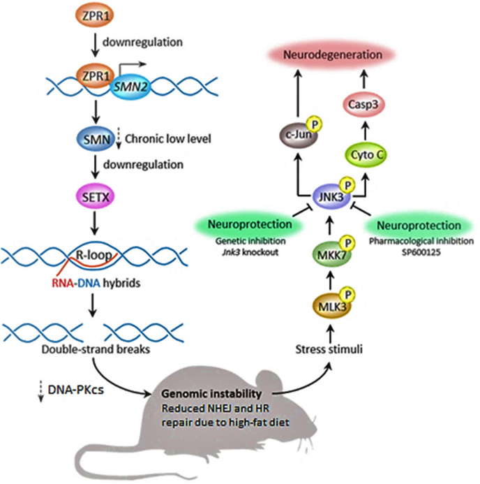 High-fat diet-associated cognitive decline: Is zinc finger protein 1 (ZPR1) the molecular connection?