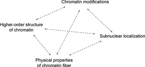 Live-cell imaging probes to track chromatin modification dynamics