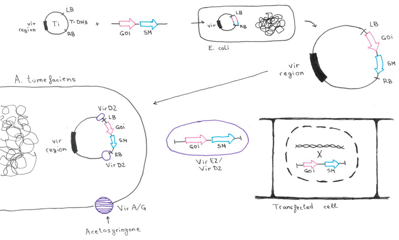 An overview on current molecular tools for heterologous gene expression in Trichoderma.