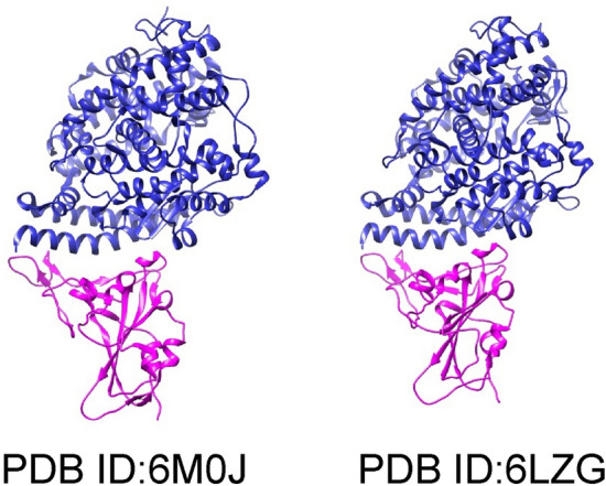 Molecular modeling of the interaction of ligands with ACE2-SARS-CoV-2 spike protein complex.