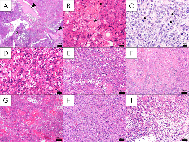 A case of spontaneous Zymbal's gland carcinoma with lung metastasis in an aged Fischer 344 rat.