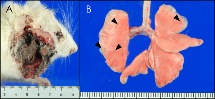 A case of spontaneous Zymbal's gland carcinoma with lung metastasis in an aged Fischer 344 rat.