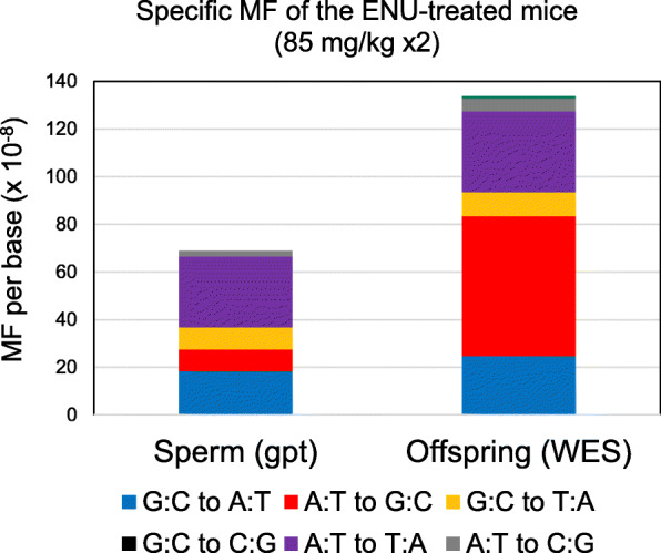 Comparison of the frequencies of ENU-induced point mutations in male germ cells and inherited germline mutations in their offspring.