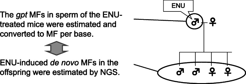 Comparison of the frequencies of ENU-induced point mutations in male germ cells and inherited germline mutations in their offspring.