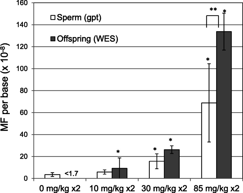 Comparison of the frequencies of ENU-induced point mutations in male germ cells and inherited germline mutations in their offspring.