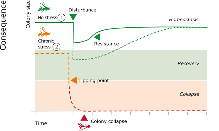 Understanding social resilience in honeybee colonies