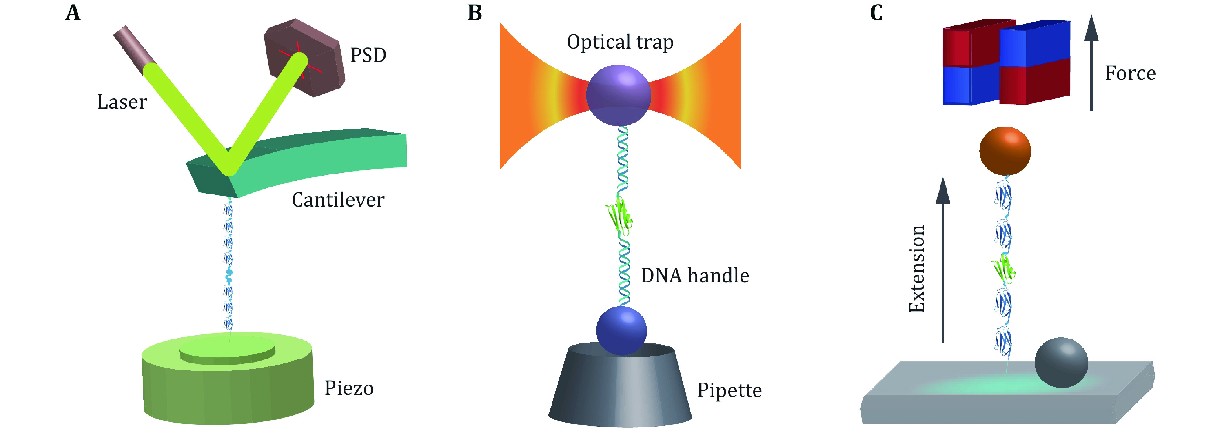 Protein folding mechanism revealed by single-molecule force spectroscopy experiments.