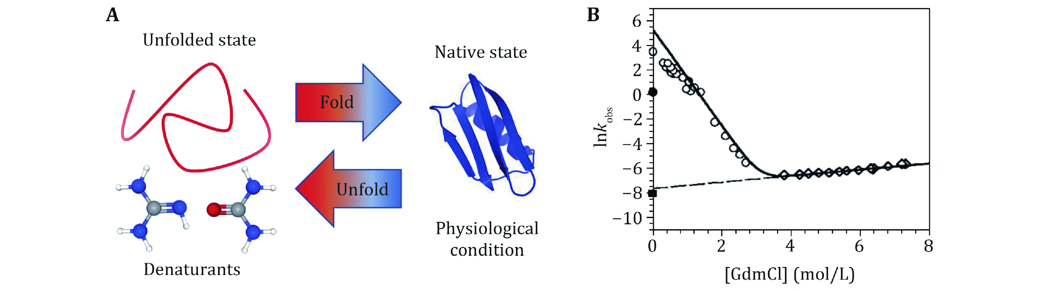 Protein folding mechanism revealed by single-molecule force spectroscopy experiments.