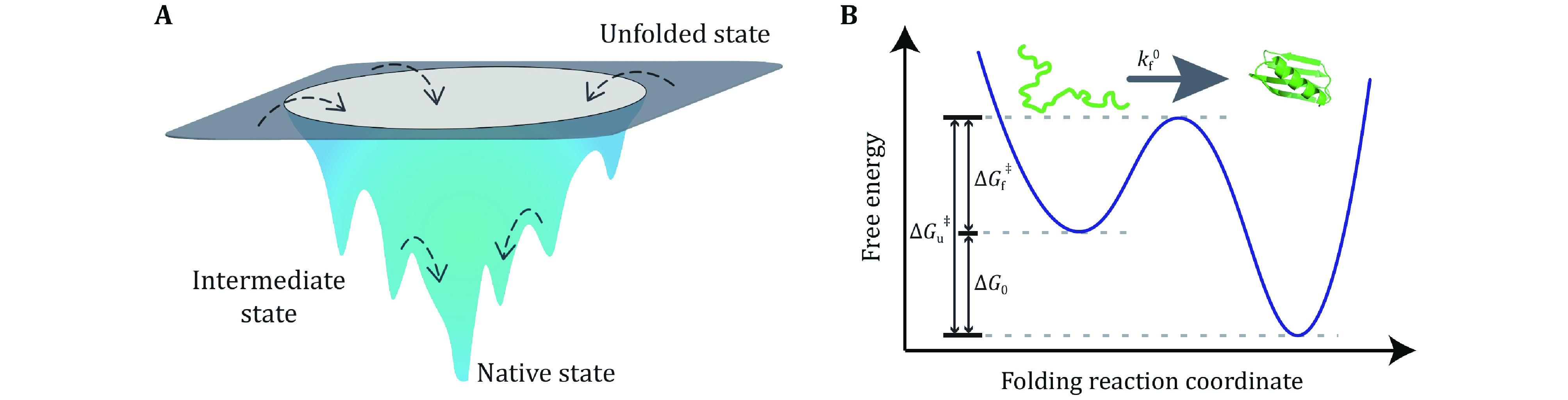 Protein folding mechanism revealed by single-molecule force spectroscopy experiments.