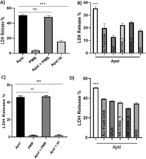 An in vitro study of ApxI from <i>Actinobacillus pleuropneumoniae</i> serotype 10 and induction of NLRP3 inflammasome-dependent cell death.