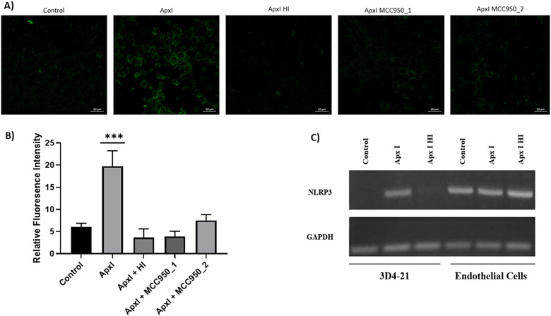 An in vitro study of ApxI from <i>Actinobacillus pleuropneumoniae</i> serotype 10 and induction of NLRP3 inflammasome-dependent cell death.