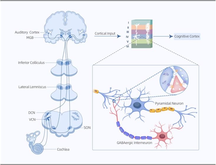 Subjective tinnitus: lesion-induced pathological central homeostasis remodeling