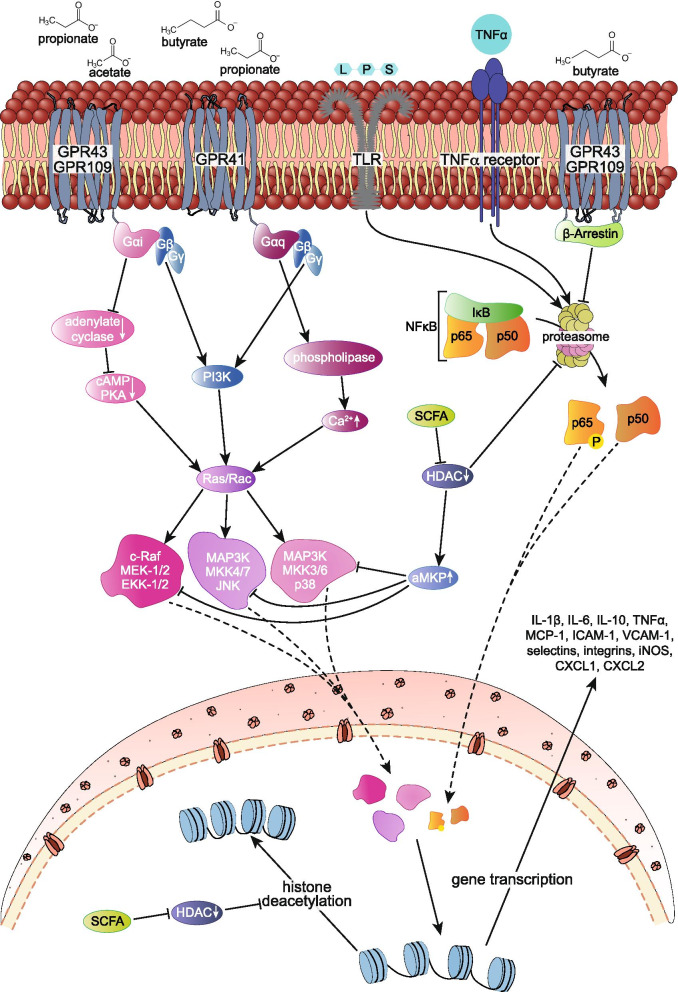 Bacterial metabolites and cardiovascular risk in children with chronic kidney disease.