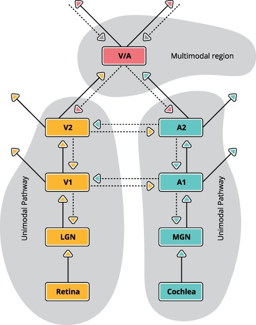 Apical amplification-a cellular mechanism of conscious perception?