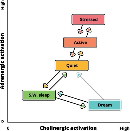 Apical amplification-a cellular mechanism of conscious perception?