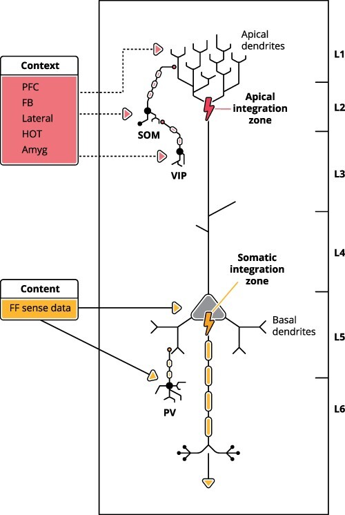 Apical amplification-a cellular mechanism of conscious perception?