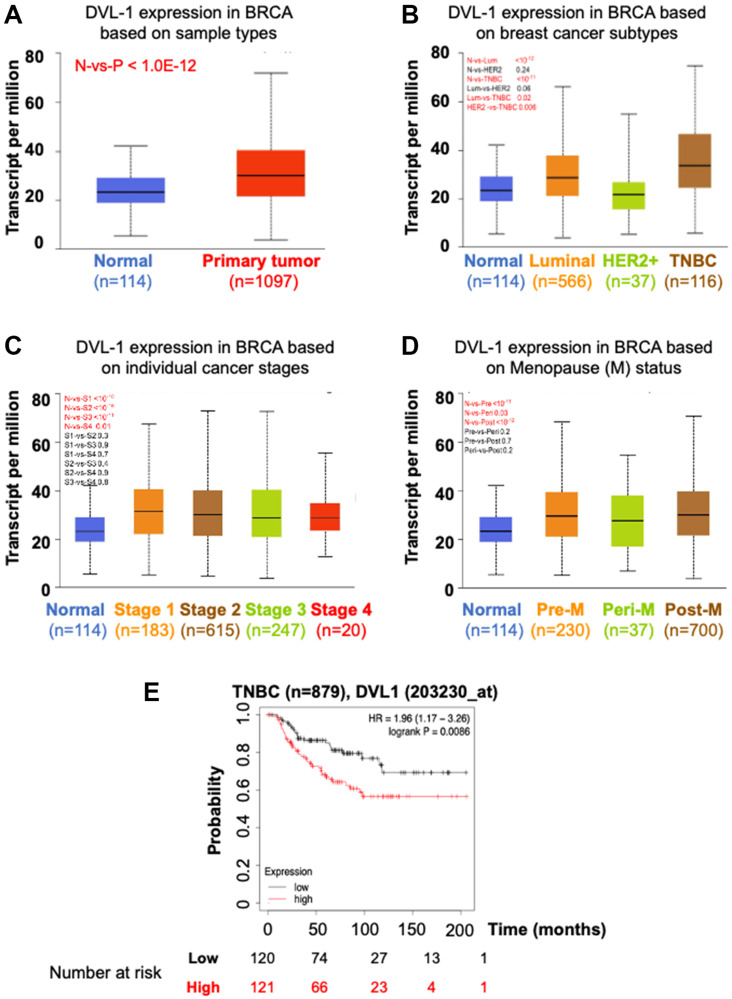 Genomic profiling of DVL-1 and its nuclear role as a transcriptional regulator in triple negative breast cancer.