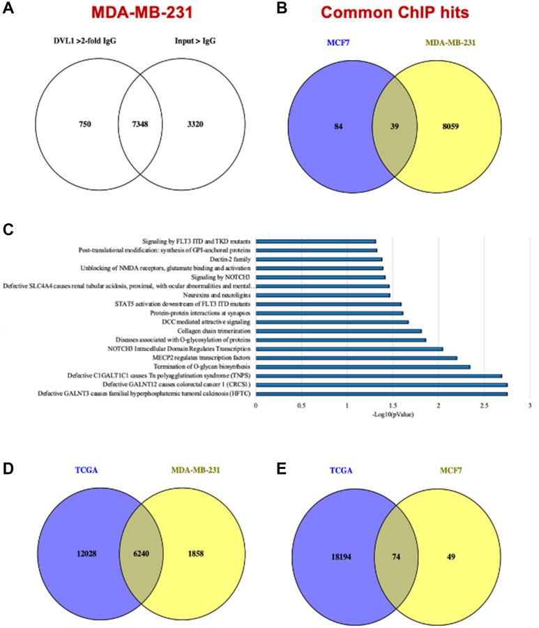 Genomic profiling of DVL-1 and its nuclear role as a transcriptional regulator in triple negative breast cancer.