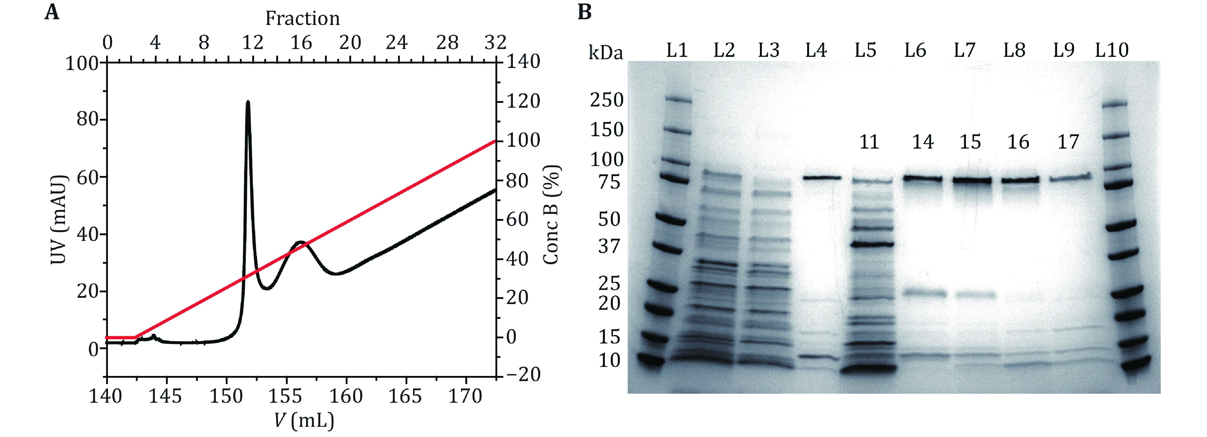 Preparation of <i>Mycobacterium smegmatis</i> porin A (MspA) nanopores for single molecule sensing of nucleic acids.