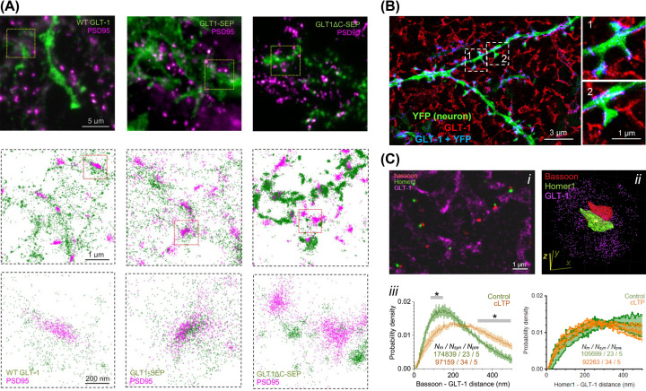 Super-resolution imaging to reveal the nanostructure of tripartite synapses.