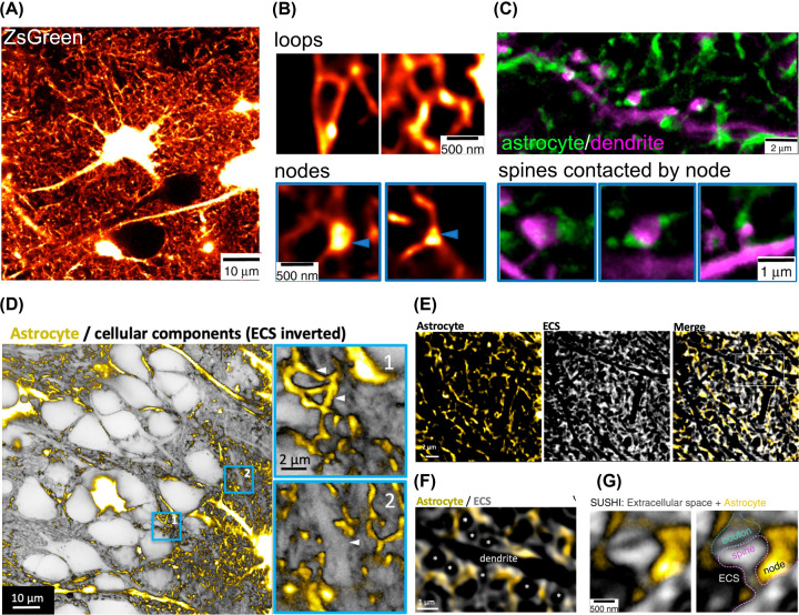 Super-resolution imaging to reveal the nanostructure of tripartite synapses.