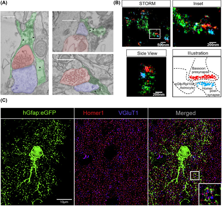 Super-resolution imaging to reveal the nanostructure of tripartite synapses.