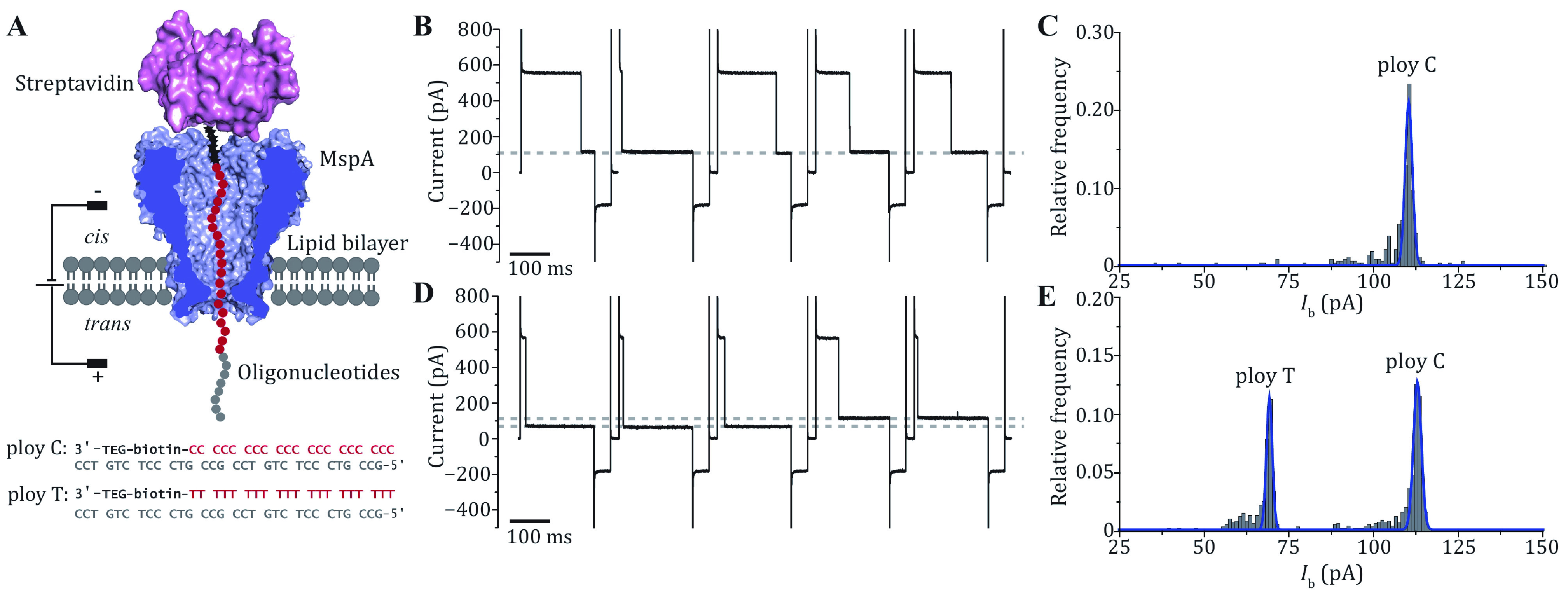 Preparation of <i>Mycobacterium smegmatis</i> porin A (MspA) nanopores for single molecule sensing of nucleic acids.