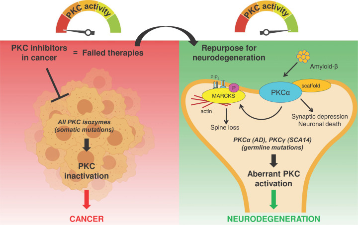 Conventional protein kinase C in the brain: repurposing cancer drugs for neurodegenerative treatment?