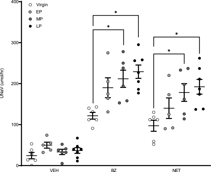 Time course of renal sodium transport in the pregnant rat