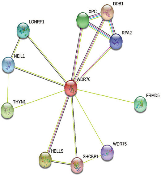 The role of WDR76 protein in human diseases.