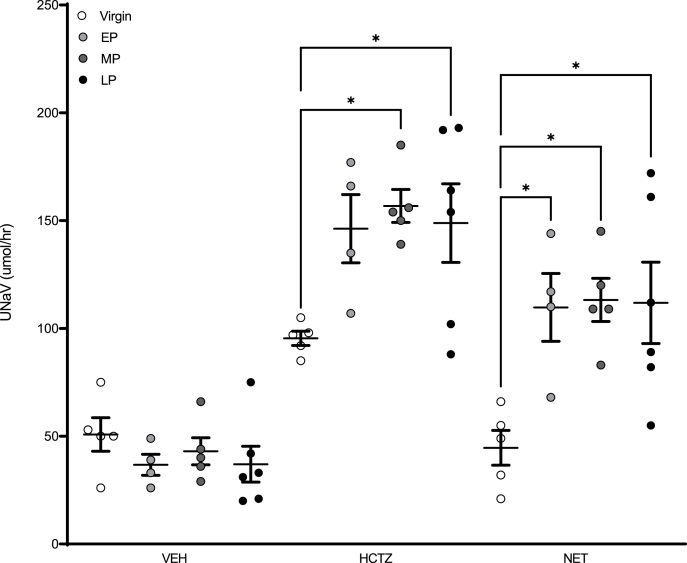 Time course of renal sodium transport in the pregnant rat