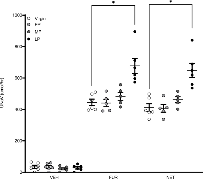 Time course of renal sodium transport in the pregnant rat