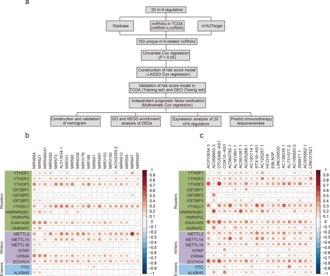 N6-methyladenosine-related non-coding RNAs are potential prognostic and immunotherapeutic responsiveness biomarkers for bladder cancer.