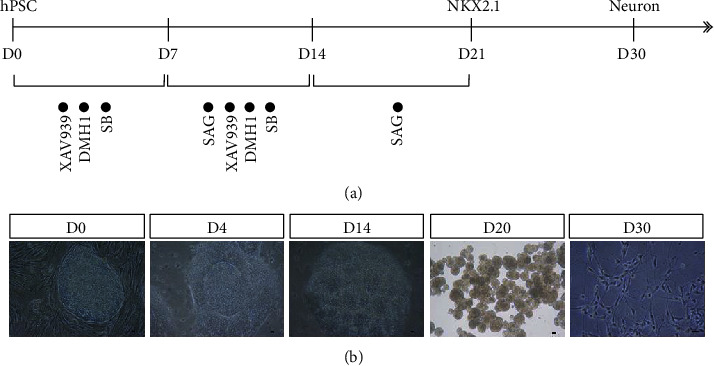 Electroacupuncture Promotes the Survival of the Grafted Human MGE Neural Progenitors in Rats with Cerebral Ischemia by Promoting Angiogenesis and Inhibiting Inflammation.