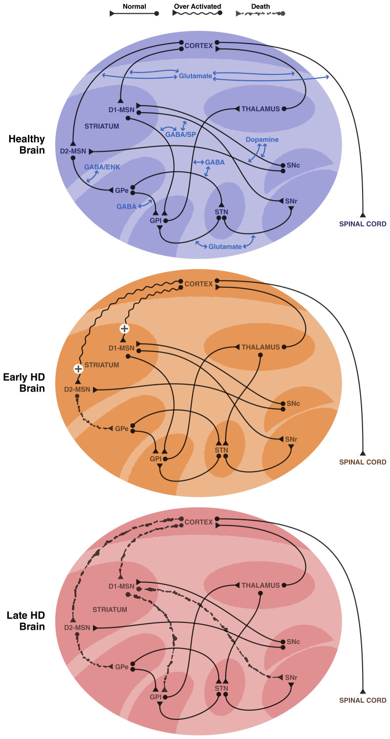 Huntington's disease mouse models: unraveling the pathology caused by CAG repeat expansion.