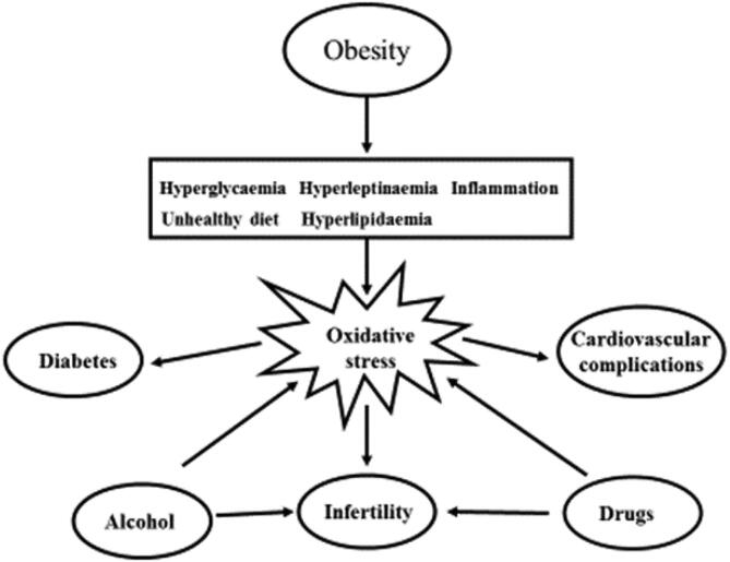 Metabolic risk factors and fertility disorders: A narrative review of the female perspective