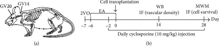 Electroacupuncture Promotes the Survival of the Grafted Human MGE Neural Progenitors in Rats with Cerebral Ischemia by Promoting Angiogenesis and Inhibiting Inflammation.