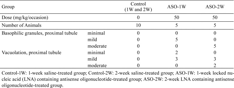 Karnovsky's fixative prevents artifacts appearing as vacuolation derived from tissue processing in kidneys treated with antisense oligonucleotide.