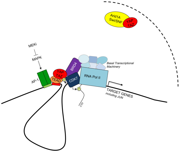 Mechanisms of YAP/TAZ transcriptional control.