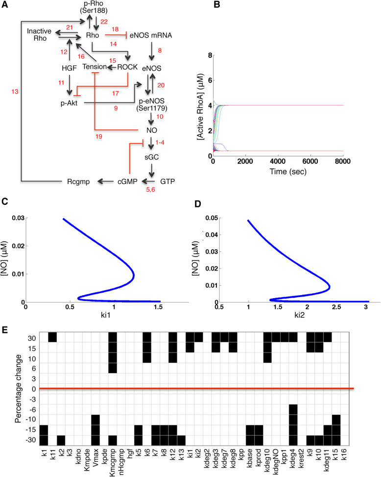 A computational model of mutual antagonism in the mechano-signaling network of RhoA and nitric oxide.