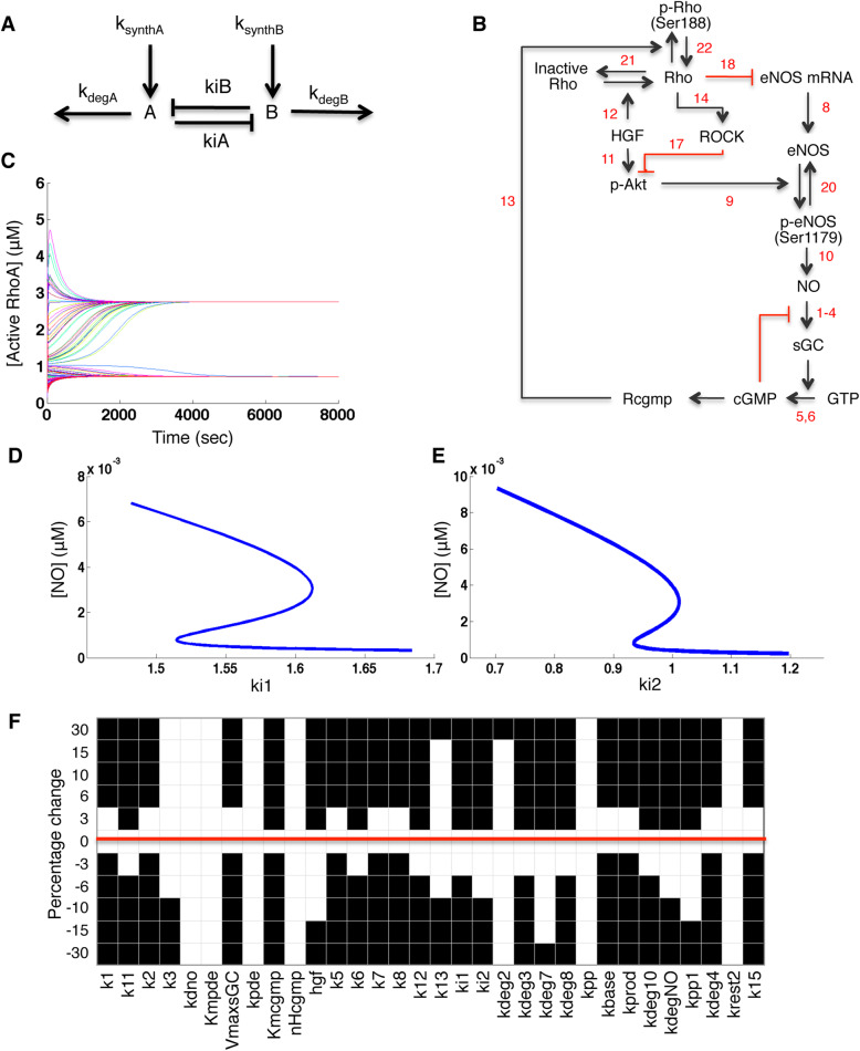 A computational model of mutual antagonism in the mechano-signaling network of RhoA and nitric oxide.