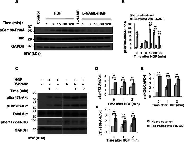 A computational model of mutual antagonism in the mechano-signaling network of RhoA and nitric oxide.